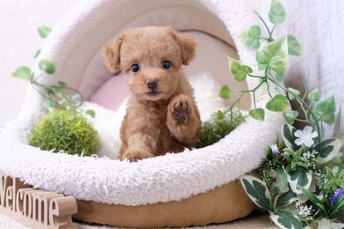 成約済の滋賀県のトイプードル-132115の1枚目