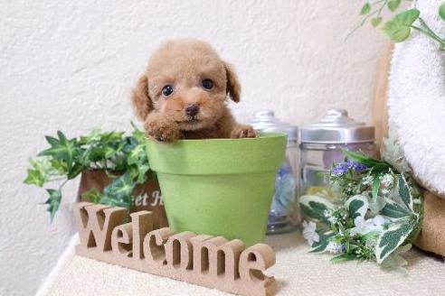 成約済の滋賀県のトイプードル-132115の5枚目