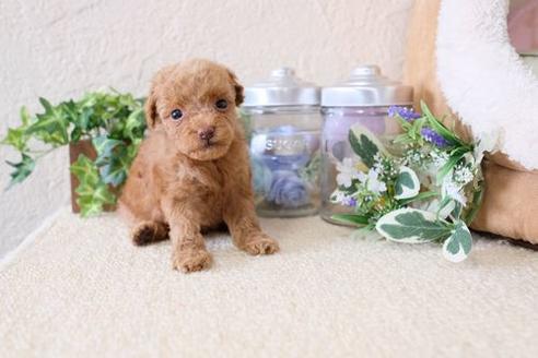 成約済の滋賀県のトイプードル-132115の3枚目