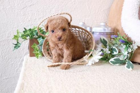 成約済の滋賀県のトイプードル-132115の2枚目