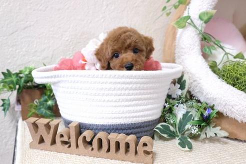 成約済の滋賀県のトイプードル-132139の1枚目