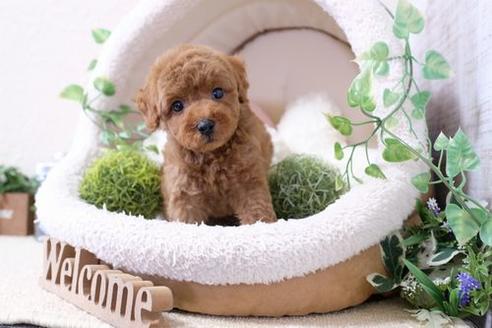 成約済の滋賀県のトイプードル-132139の5枚目