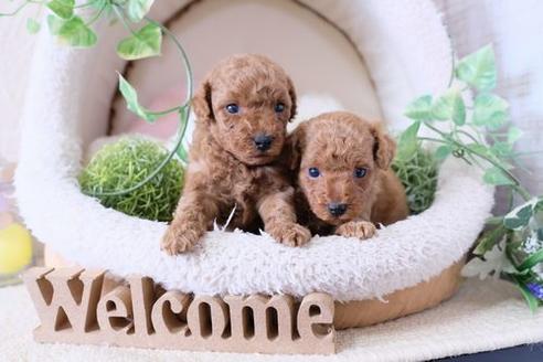 成約済の滋賀県のトイプードル-132139の4枚目