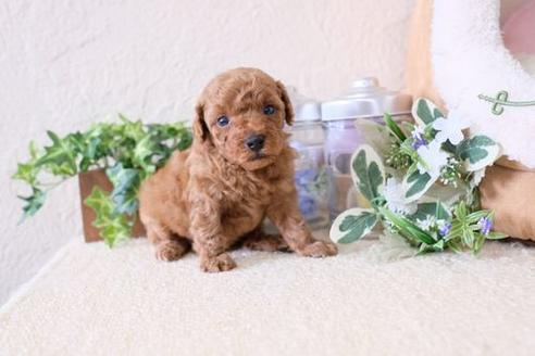 成約済の滋賀県のトイプードル-132139の3枚目