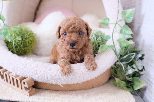 成約済の滋賀県のトイプードル-132139の2枚目