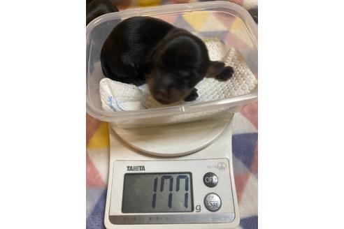 成約済の愛知県のカニンヘンダックスフンド(ロングヘアード)-133643の36枚目