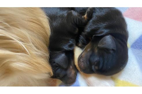 成約済の愛知県のカニンヘンダックスフンド(ロングヘアード)-133643の34枚目