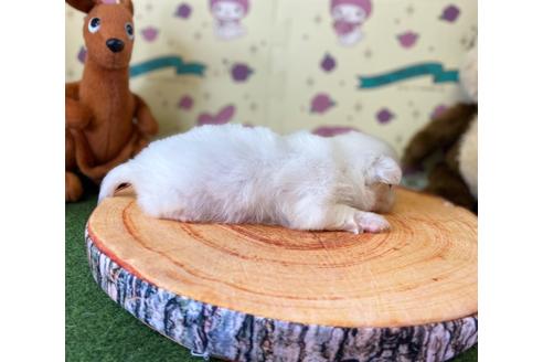 成約済の栃木県のペキニーズ-133041の14枚目