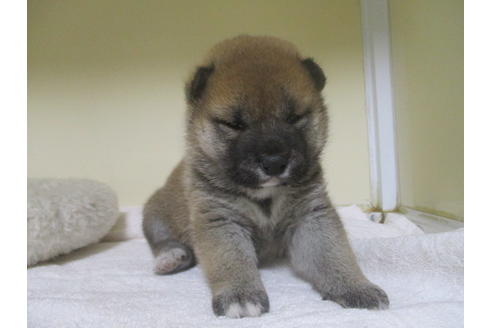 成約済の岡山県の柴犬-133960の1枚目