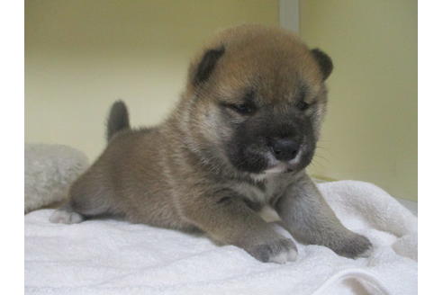 成約済の岡山県の柴犬-133960の5枚目