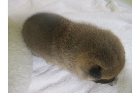 成約済の岡山県の柴犬-133960の4枚目