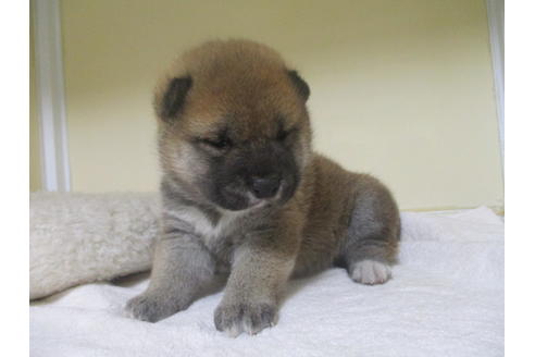 成約済の岡山県の柴犬-133960の3枚目