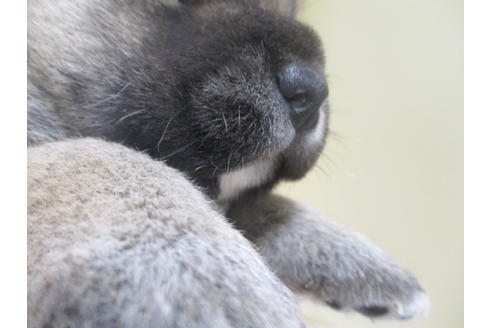 成約済の岡山県の柴犬-133960の2枚目