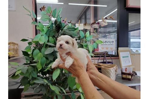 成約済の山梨県のマルチーズ-133971の3枚目