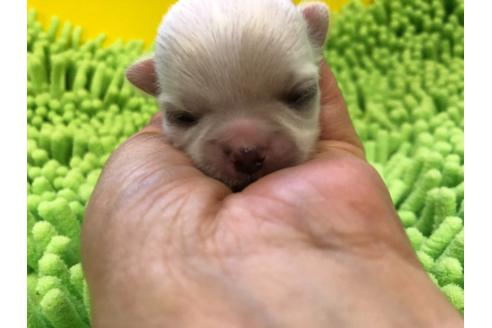 成約済の愛知県のチワワ(ロングコート)-133972の8枚目