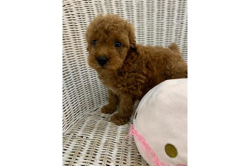 成約済の北海道のトイプードル-133992の29枚目