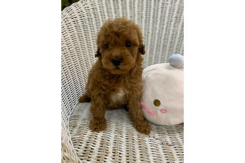 成約済の北海道のトイプードル-133992の28枚目