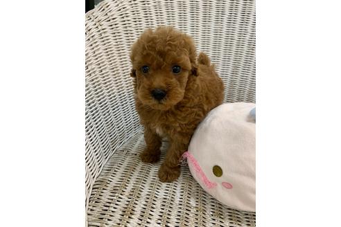 成約済の北海道のトイプードル-133992の27枚目