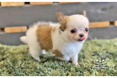 成約済の愛知県のチワワ(ロングコート)-133991の7枚目