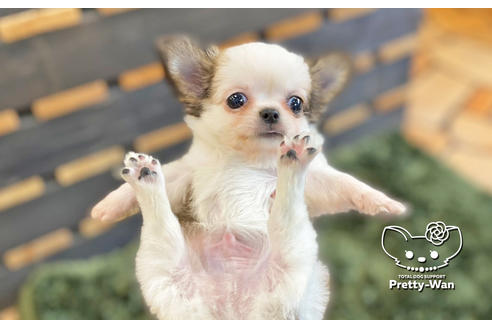 成約済の愛知県のチワワ(ロングコート)-133991の6枚目