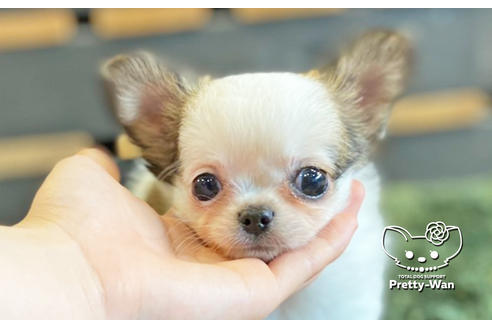 成約済の愛知県のチワワ(ロングコート)-133991の1枚目