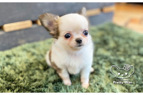 成約済の愛知県のチワワ(ロングコート)-133991の2枚目