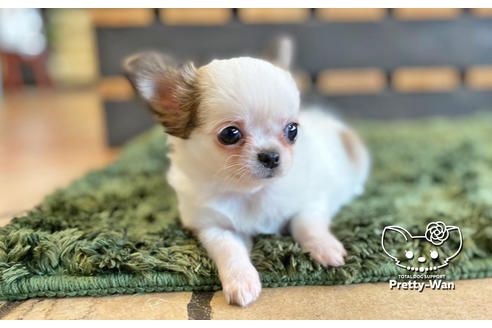 成約済の愛知県のチワワ(ロングコート)-133991の3枚目