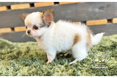 成約済の愛知県のチワワ(ロングコート)-133991の4枚目