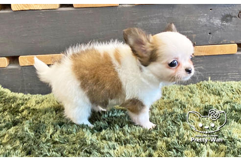 成約済の愛知県のチワワ(ロングコート)-133991の5枚目