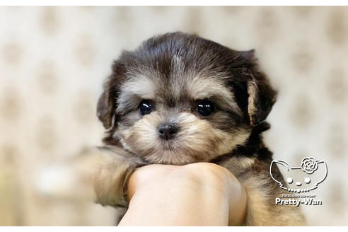 成約済の愛知県のチワマル:チワワ×マルチーズ-134003の2枚目