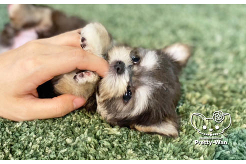 成約済の愛知県のチワマル:チワワ×マルチーズ-134003の4枚目