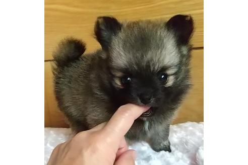 成約済の北海道のポメチワ:ポメラニアン×チワワ-131844の1枚目