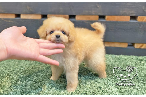 成約済の愛知県のミックス犬-134020の2枚目