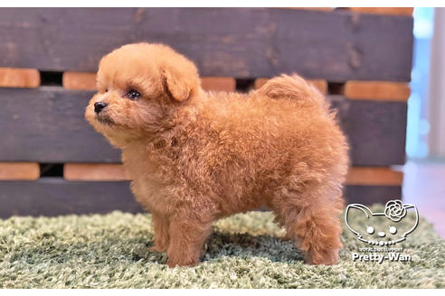 成約済の愛知県のミックス犬-134023の4枚目