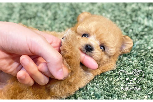 成約済の愛知県のミックス犬-134023の6枚目