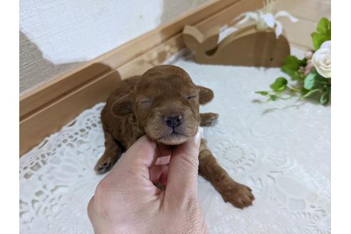 成約済の広島県のトイプードル-134039の32枚目