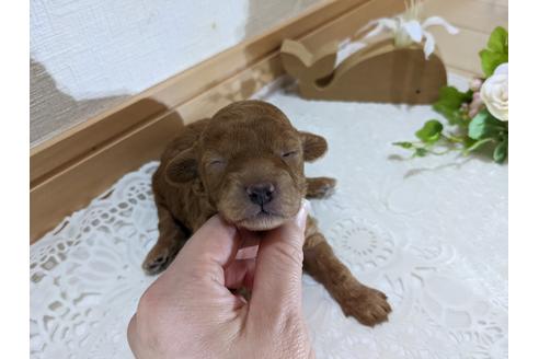 成約済の広島県のトイプードル-134039の31枚目