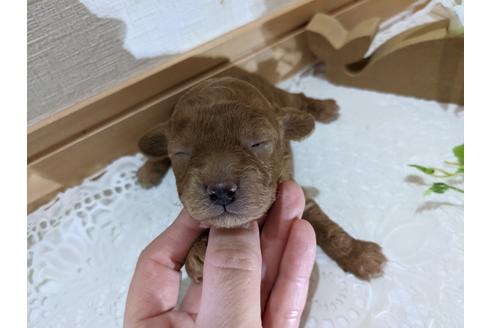 成約済の広島県のトイプードル-134039の29枚目