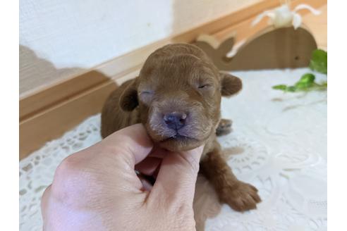 成約済の広島県のトイプードル-134039の24枚目