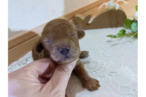 成約済の広島県のトイプードル-134039の26枚目