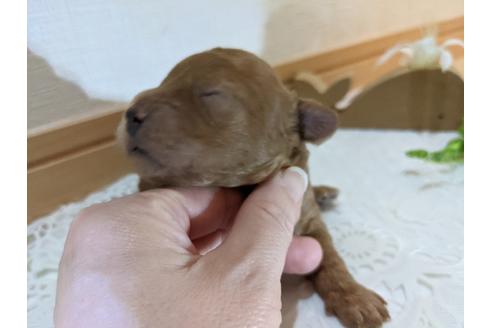 成約済の広島県のトイプードル-134039の23枚目