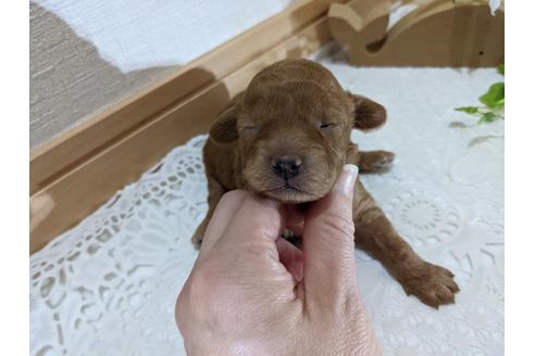 成約済の広島県のトイプードル-134039の22枚目