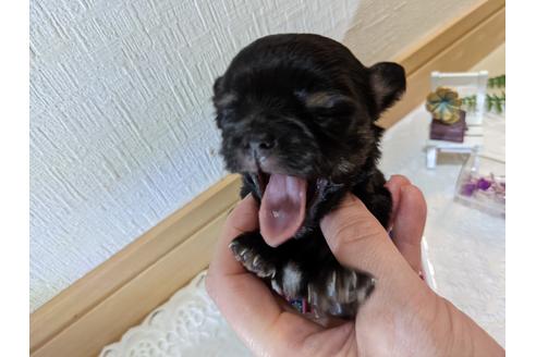 成約済の広島県のチワワ(ロングコート)-133145の49枚目