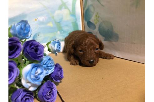 成約済の愛知県のトイプードル-132547の6枚目