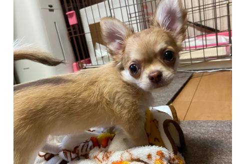 成約済の神奈川県のチワワ(ロングコート)-124564の5枚目