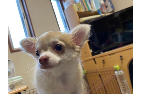 成約済の神奈川県のチワワ(ロングコート)-124565の15枚目