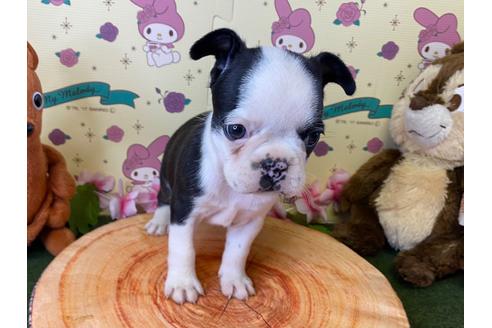 成約済の栃木県のミックス犬-133032の1枚目