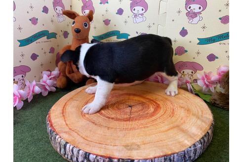 成約済の栃木県のミックス犬-133032の4枚目