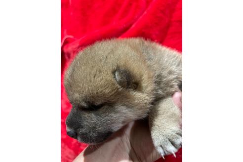 成約済の福岡県の柴犬-134066の5枚目