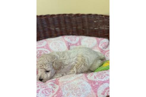 成約済の愛知県のトイプードル-134080の3枚目